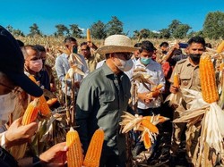 NTT Kirim Perdana 1.000 Ton Jagung ke Surabaya