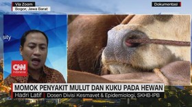 VIDEO: Momok Penyakit Mulut dan Kuku Pada Hewan