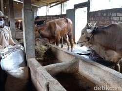Wabah PMK Serang 433 Hewan Ternak di 15 Kecamatan Lamongan, 86 Sembuh