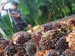 Viral Petani RI Ramai-ramai Jual Sawit ke Malaysia