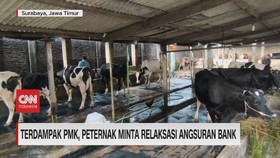VIDEO: Terdampak PMK, Peternak Minta Relaksasi Angsuran Bank