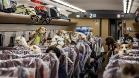 Di Jepang, Anjing Bisa Ikut Traveling Naik Kereta Peluru Shinkansen