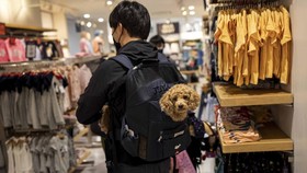 Anjing Ternyata Bisa Menangis Saat Reuni dengan Pemilik