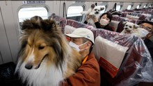 FOTO: Ketika Anjing Diberi Kebebasan Berpergian dengan Shinkansen