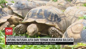 VIDEO: Untung Ratusan Juta dari Ternak Kura-Kura Sulcata
