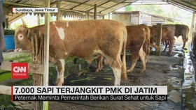 VIDEO: 7.000 Sapi Terjangkit PMK Di Jatim