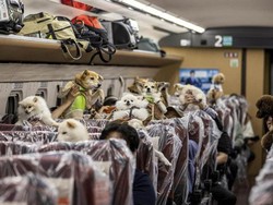 Kabar Gembira buat Pemilik Anjing, Bisa Duduk Bareng Peliharaan di Shinkansen