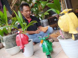 Bisnis Bonsai Kelapa Model Motor Skuter Ini Beromzet Rp 10 Juta per Bulan