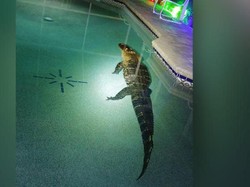 Duh, Ada Buaya Raksasa 3 Meter Nyebur ke Kolam Renang!