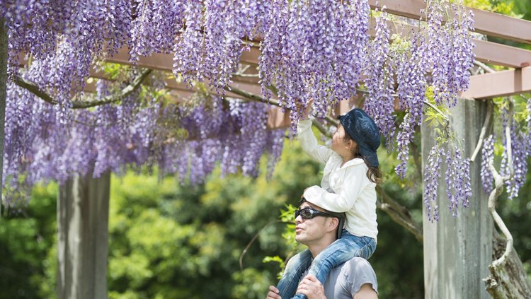 Ilustrasi Japanese wisteria Ilustrasi Japanese wisteria