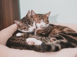 Ternyata, Kucing Tahu Nama Teman Serumahnya