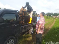 Kasus Bertambah, Sapi PMK Ditemukan di 2 Kecamatan di Cianjur
