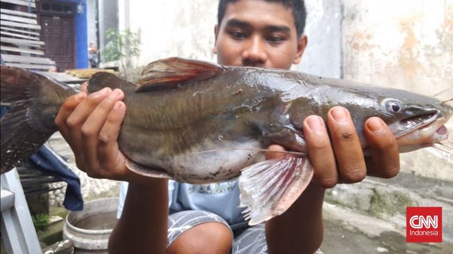 Fenomena ikan mati massal kembali terjadi di Sungai Brantas yang mengalir di Surabaya, Jawa Timur.