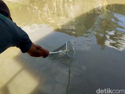 Ribuan Ikan Mabuk di Sungai Brantas Gresik-Surabaya Bawa Berkah Warga