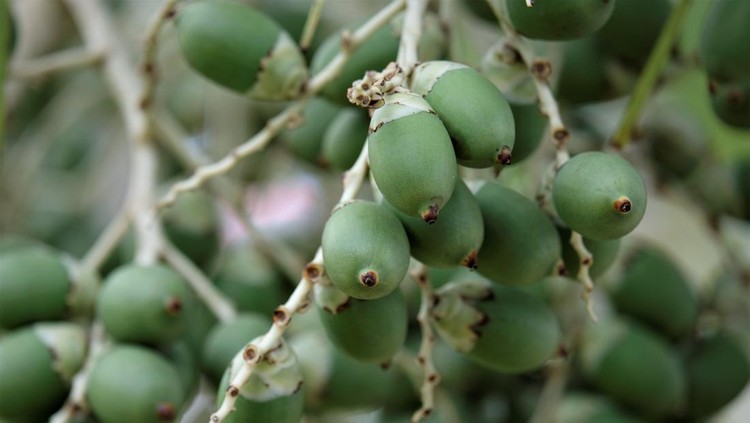 Photo of green areca palm fruit/buah pinang muda