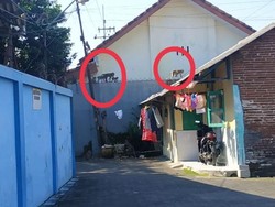 Ratusan Monyet Liar Serang Permukiman Warga Malang Kerap Curi Baju-Makanan