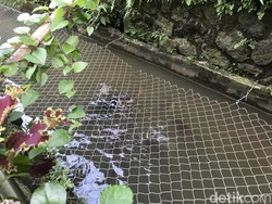 Keren! Warga Gang Pramuka Sukabumi Sulap Selokan Jadi Kolam Ikan