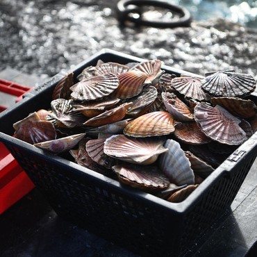 Ilmuwan Dunia Temukan Fakta Kerang Sangat Suka Lampu Disko