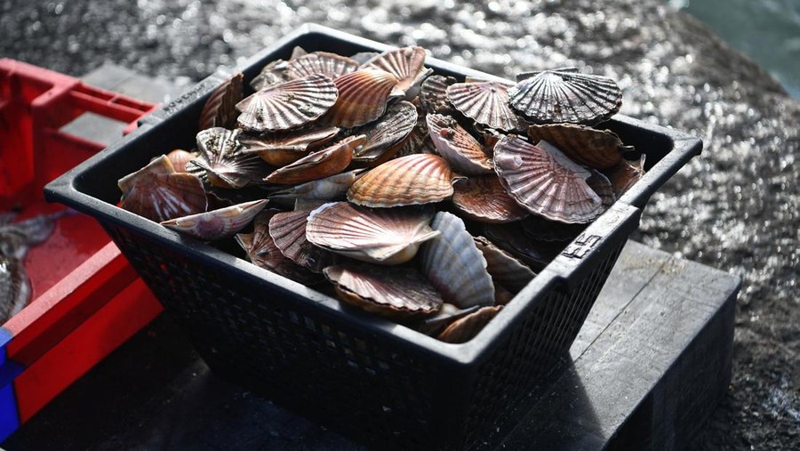 Kerang A photograph shows scallops in the harbour of Erquy, western France, on February 14, 2022. (Photo by Fred TANNEAU / AFP) (Photo by FRED TANNEAU/AFP via Getty Images)