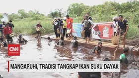 VIDEO: Mangaruhi, Tradisi Tangkap Ikan Suku Dayak