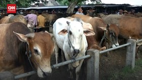 VIDEO: Wabah PMK, Sapi Di Pasar Hewan Dijual 1 Juta Per Ekor