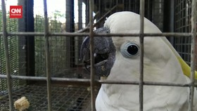 VIDEO: 5 Ekor Burung di Park and Zoo Bandung Dicuri