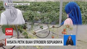 VIDEO: Wisata Petik Buah Strawberi Sepuasnya