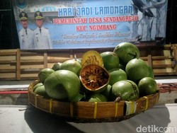 Buah Maja Cikal Bakal Nama Majapahit, Pohonnya Ada di Lamongan