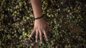 Mengenal Anggur Muscat, Varietas Anggur Tertua yang Kaya Manfaat