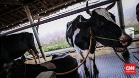 Kemendagri: TNI dan Polri Dilibatkan Tangani Wabah PMK
