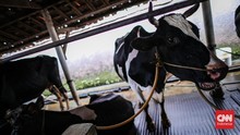 Kemendagri: TNI dan Polri Dilibatkan Tangani Wabah PMK