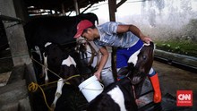 FOTO: Penjualan Susu Sapi Stabil Meski PMK Merebak di RI