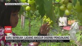 VIDEO: Baru Berbuah, Ladang Anggur di Deliserdang Diserbu Pengunjung