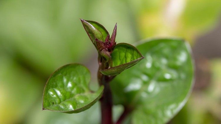 Daun Binahong atau Heartleaf maderavine madevine Daun Binahong atau Heartleaf maderavine madevine