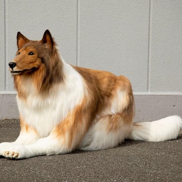 Edan, Pria Jepang Rela Bayar Rp230 Juta demi Berubah Jadi Anjing