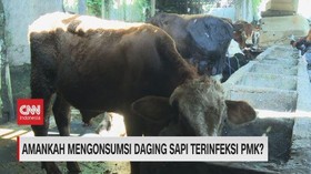 VIDEO: Amankah Mengonsumsi Daging Sapi Terinfeksi PMK?