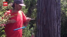 VIDEO: Pohon Tertua di Dunia Ada di Chile, Usia di Atas 5.000 Tahun
