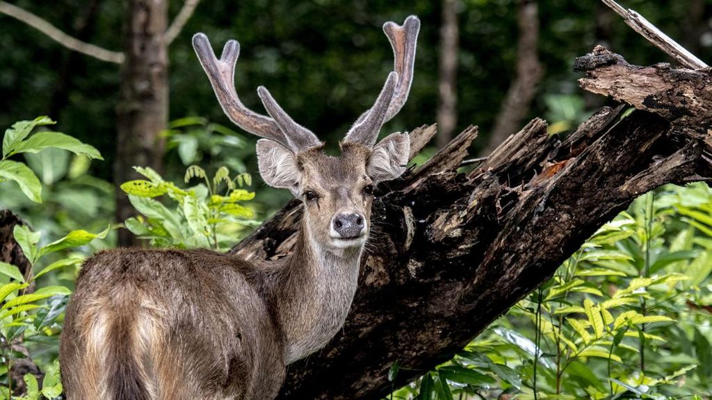 Rusa Tertabrak Mobil di Tol Fungsional Serang-Panimbang Banten