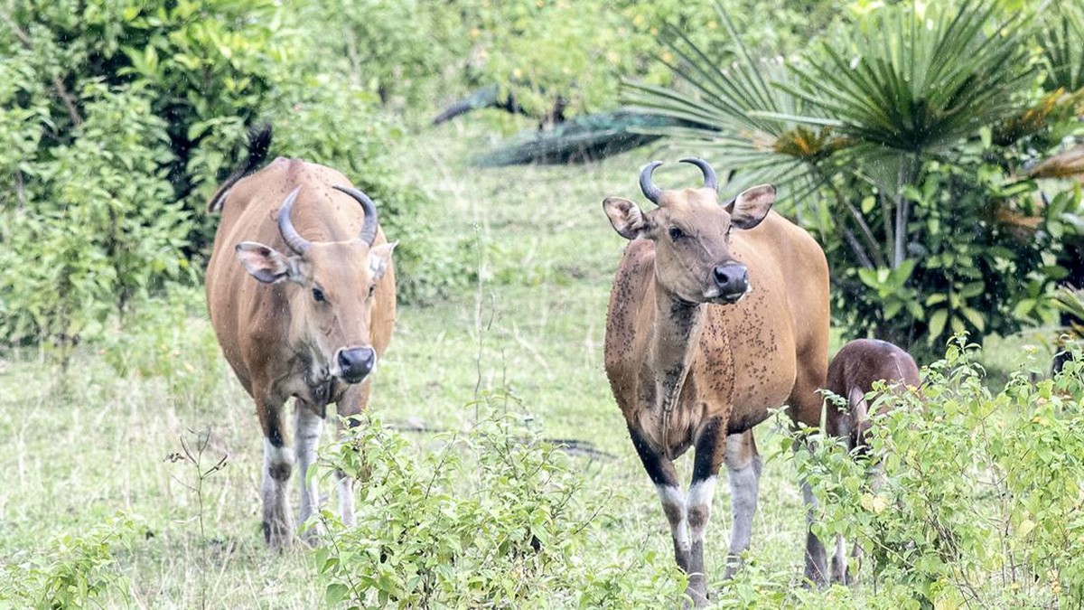 FOTO: Eksotisme Hewan Langka Penghuni Taman Nasional Ujung Kulon