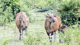 Peranan Produsen, Konsumen, dan Pengurai di Dalam Ekosistem