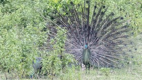 FOTO: Eksotisme Hewan Langka Penghuni Taman Nasional Ujung Kulon
