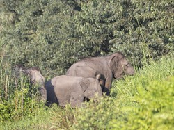 BKSDA Sumsel Catat Hanya Ada 200 Ekor Gajah Liar yang Hidup, Perburuan Minim