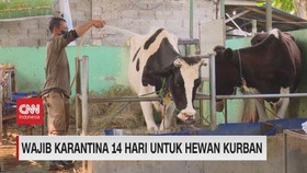 VIDEO: Wajib Karantina 14 Hari Untuk Hewan Kurban