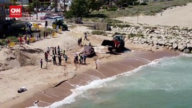 VIDEO: Bangkai Paus Bungkuk 30 Ton Terdampar di Pantai Valencia