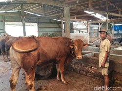 Wabah PMK Landa Tuban, 4 Sapi Mati