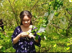 Cerita Kadek Marsona Kembangkan Agrowisata Apel India di Jembrana