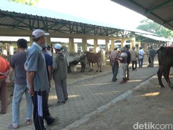 Pasar Hewan Munggi Gunungkidul Ditutup Gegara Ada Ternak Bergejala PMK