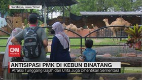 VIDEO: Antisipasi PMK Di Kebun Binatang