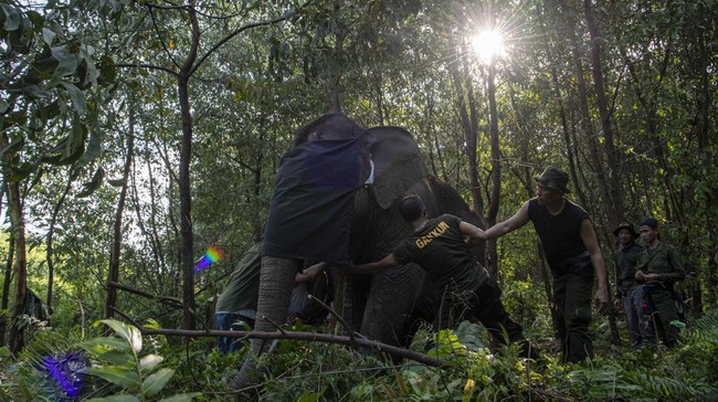 BRIN mengusulkan fly over untuk gajah demi menghindari konflik dengan manusia di Riau. 