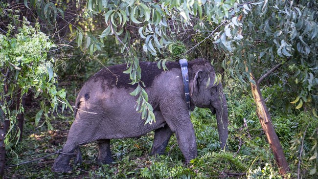 FOTO: Cegah Konflik Gajah-Manusia, Meilani dan Meisi Dikalungi GPS